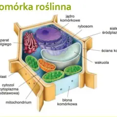 Co to jest komórka roślinna? Odkryj jej niezwykłe funkcje i cechy